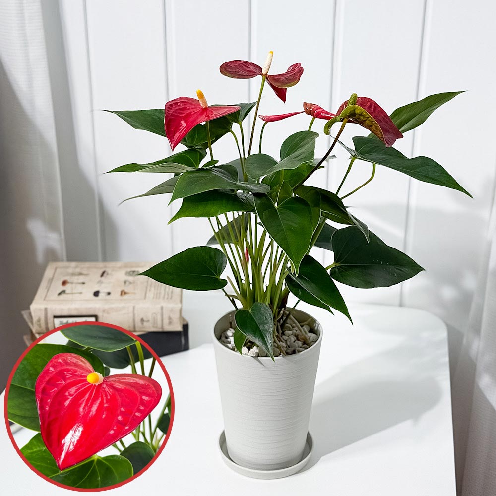 PLANCHU 観葉植物 アンスリウム バンビーノレッド 4号鉢 受け皿付き 育て方説明書付き Anthurium andraeanum ‘Bambino Red’ アンスリューム 鉢花 レッド
