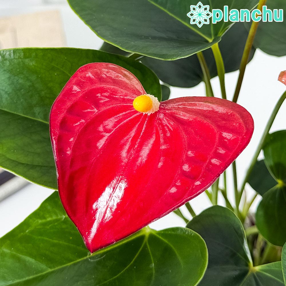 PLANCHU 観葉植物 アンスリウム バンビーノレッド 4号鉢 受け皿付き 育て方説明書付き Anthurium andraeanum ‘Bambino Red’ アンスリューム 鉢花 レッド