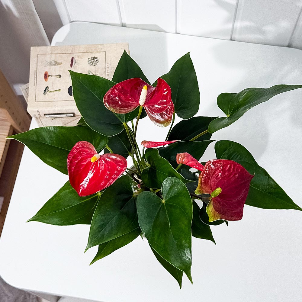 PLANCHU 観葉植物 アンスリウム バンビーノレッド 4号鉢 受け皿付き 育て方説明書付き Anthurium andraeanum ‘Bambino Red’ アンスリューム 鉢花 レッド