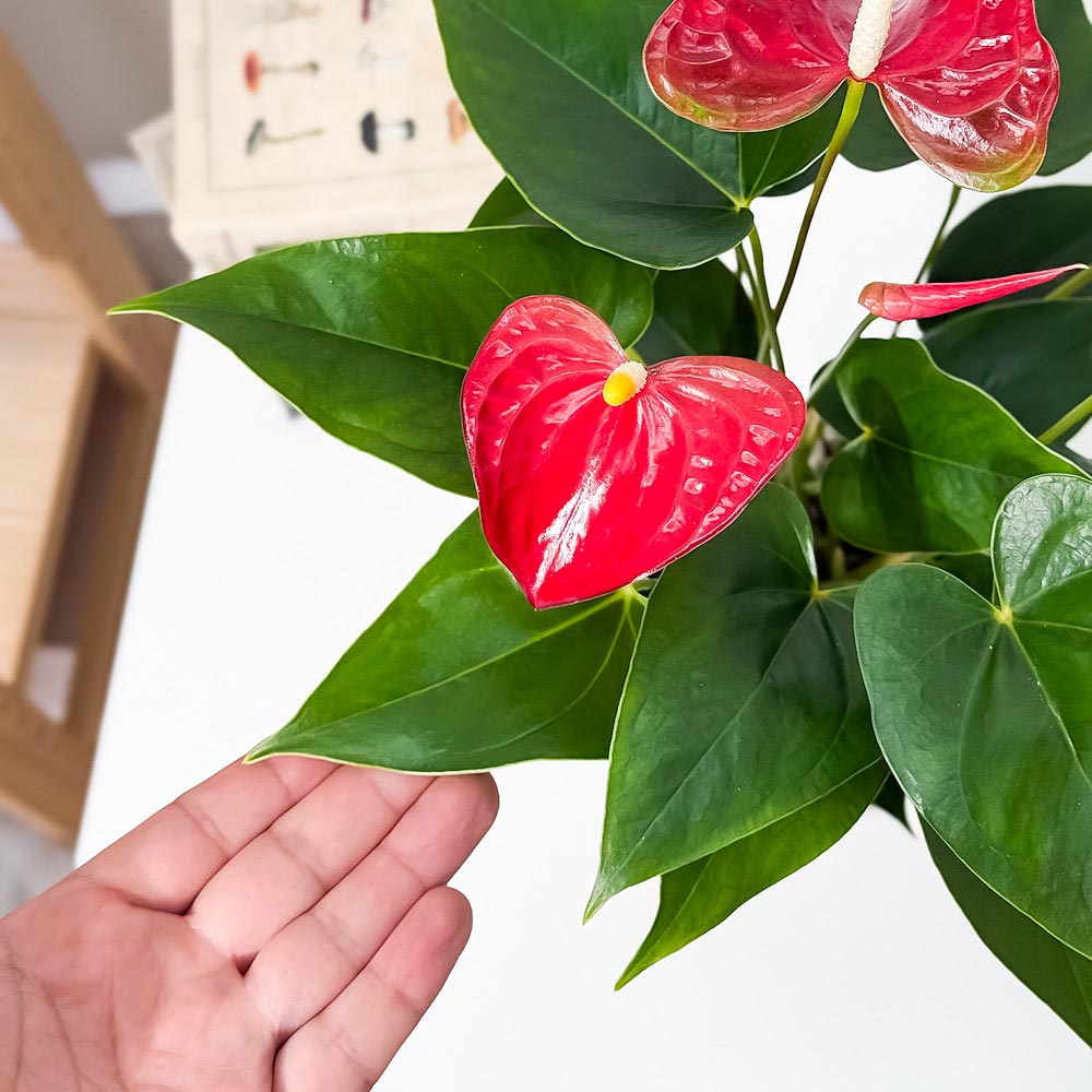 PLANCHU 観葉植物 アンスリウム バンビーノレッド 4号鉢 受け皿付き 育て方説明書付き Anthurium andraeanum ‘Bambino Red’ アンスリューム 鉢花 レッド