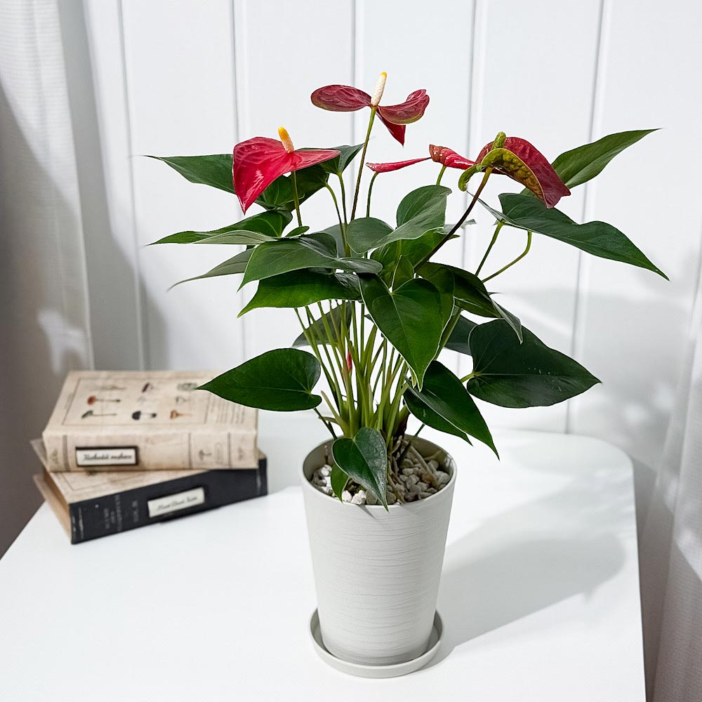 PLANCHU 観葉植物 アンスリウム バンビーノレッド 4号鉢 受け皿付き 育て方説明書付き Anthurium andraeanum ‘Bambino Red’ アンスリューム 鉢花 レッド