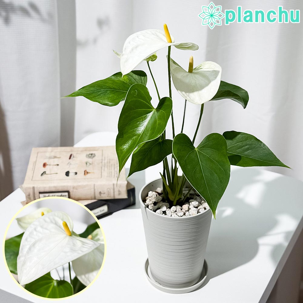 PLANCHU 観葉植物 アンスリウム サモラ 4号鉢 受け皿付き 育て方説明書付き Anthurium andraeanum ‘Samora’ アンスリューム 鉢花 ホワイト