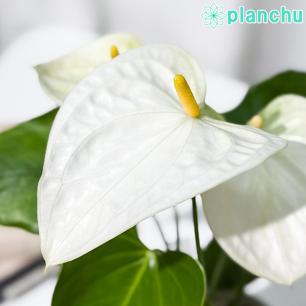 PLANCHU 観葉植物 アンスリウム サモラ 4号鉢 受け皿付き 育て方説明書付き Anthurium andraeanum ‘Samora’ アンスリューム 鉢花 ホワイト