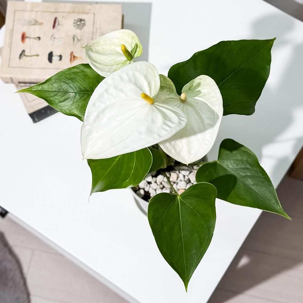 PLANCHU 観葉植物 アンスリウム サモラ 4号鉢 受け皿付き 育て方説明書付き Anthurium andraeanum ‘Samora’ アンスリューム 鉢花 ホワイト