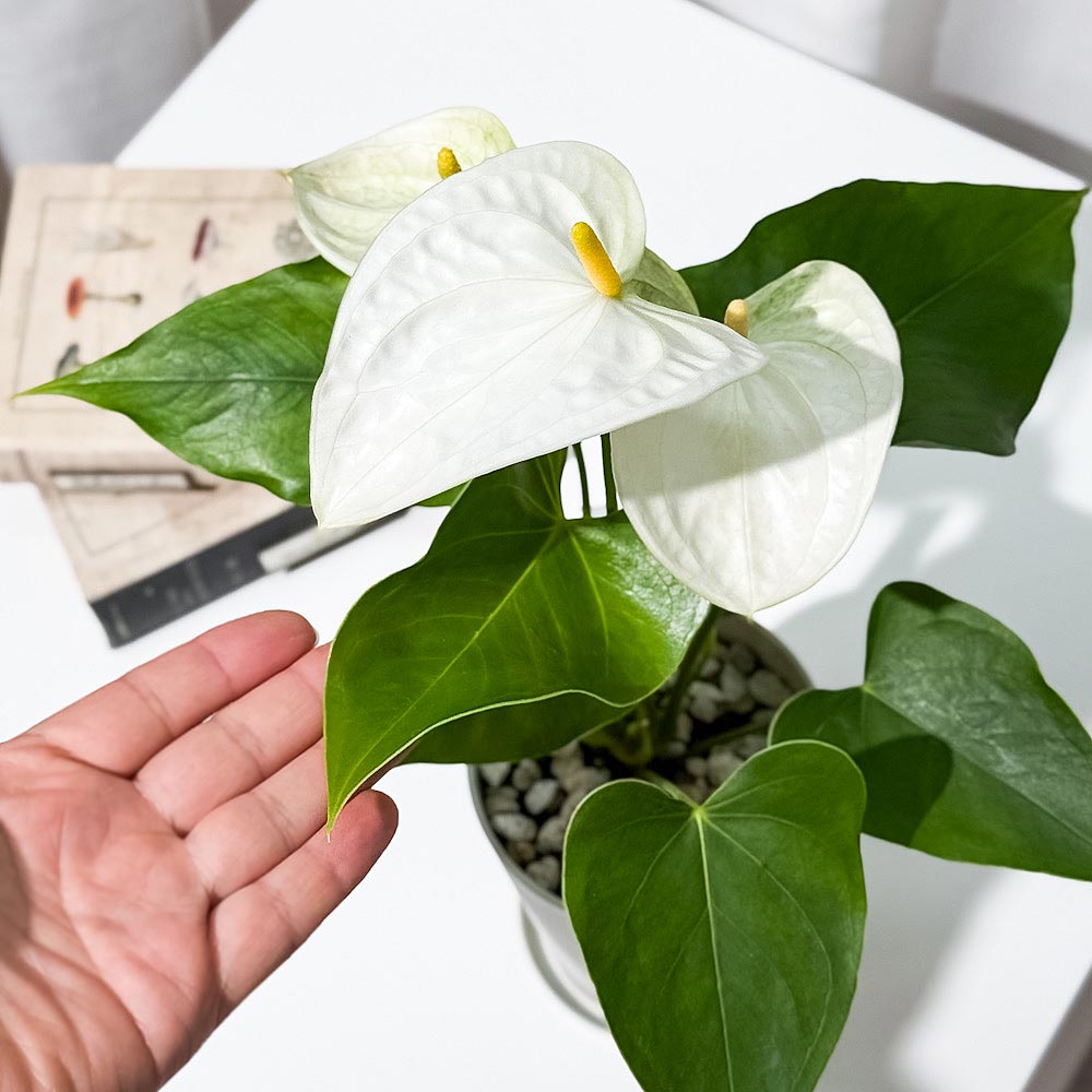 PLANCHU 観葉植物 アンスリウム サモラ 4号鉢 受け皿付き 育て方説明書付き Anthurium andraeanum ‘Samora’ アンスリューム 鉢花 ホワイト