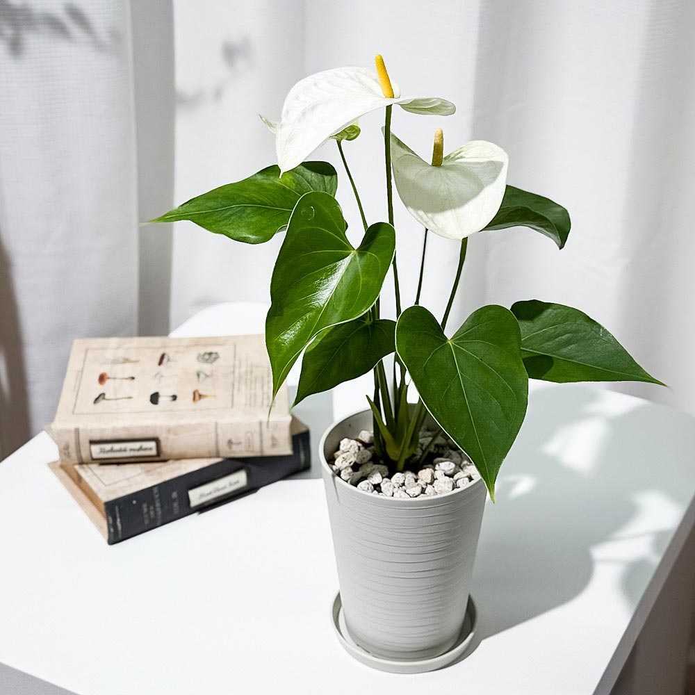 PLANCHU 観葉植物 アンスリウム サモラ 4号鉢 受け皿付き 育て方説明書付き Anthurium andraeanum ‘Samora’ アンスリューム 鉢花 ホワイト