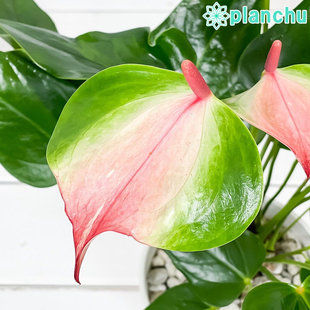 PLANCHU 観葉植物 アンスリウム バイカラーピンク 4号鉢 受け皿付き 育て方説明書付き Anthurium andraeanum アンスリューム 鉢花
