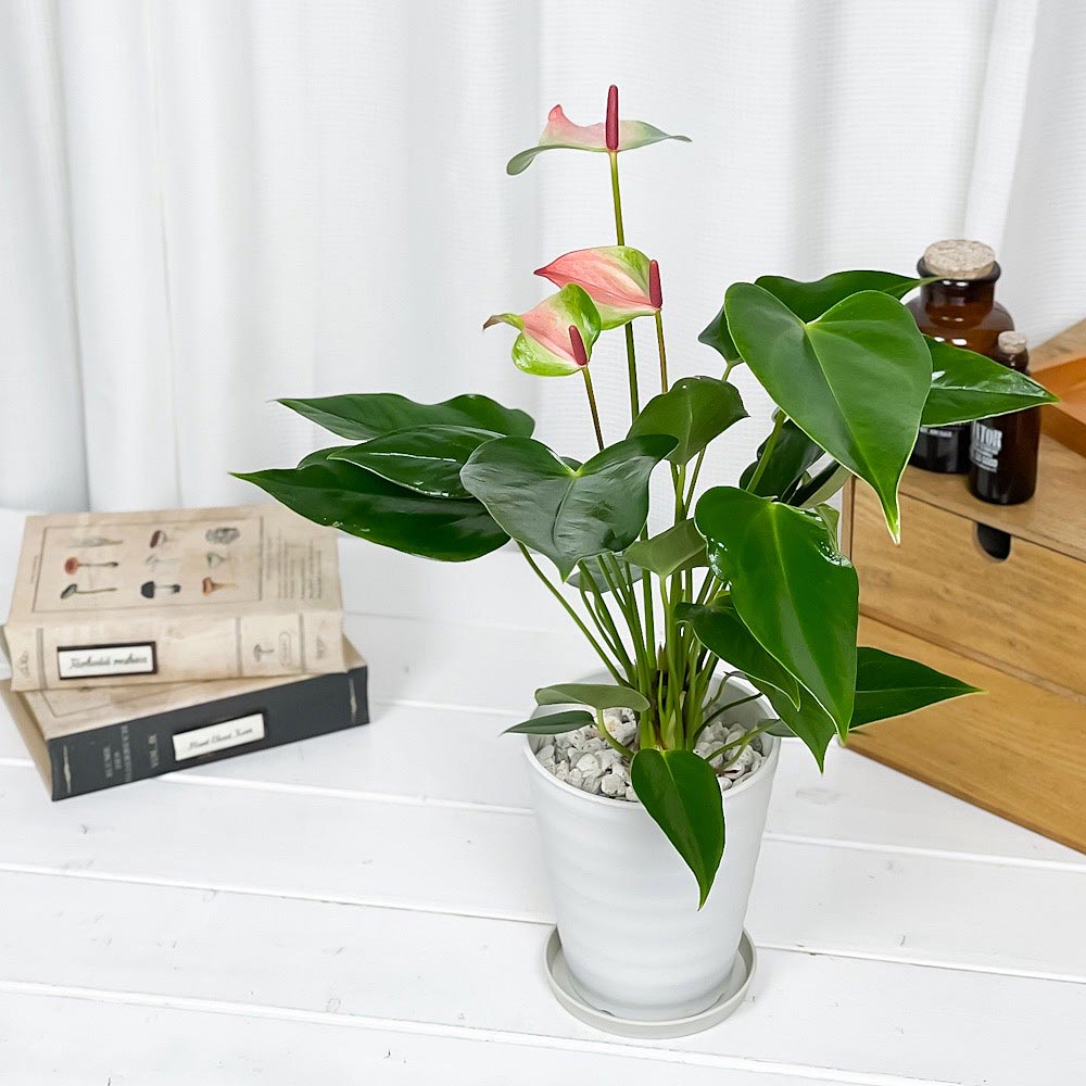 PLANCHU 観葉植物 アンスリウム バイカラーピンク 4号鉢 受け皿付き 育て方説明書付き Anthurium andraeanum アンスリューム 鉢花