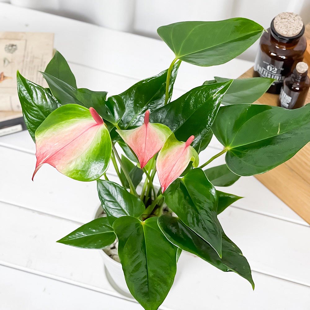 PLANCHU 観葉植物 アンスリウム バイカラーピンク 4号鉢 受け皿付き 育て方説明書付き Anthurium andraeanum アンスリューム 鉢花