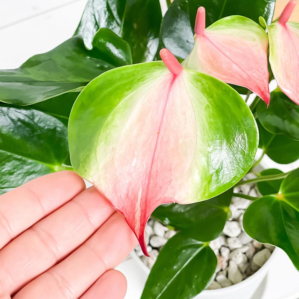 PLANCHU 観葉植物 アンスリウム バイカラーピンク 4号鉢 受け皿付き 育て方説明書付き Anthurium andraeanum アンスリューム 鉢花