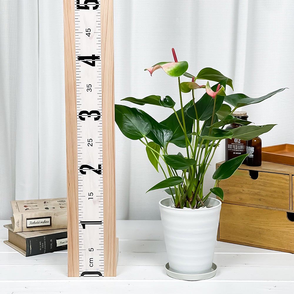PLANCHU 観葉植物 アンスリウム バイカラーピンク 4号鉢 受け皿付き 育て方説明書付き Anthurium andraeanum アンスリューム 鉢花
