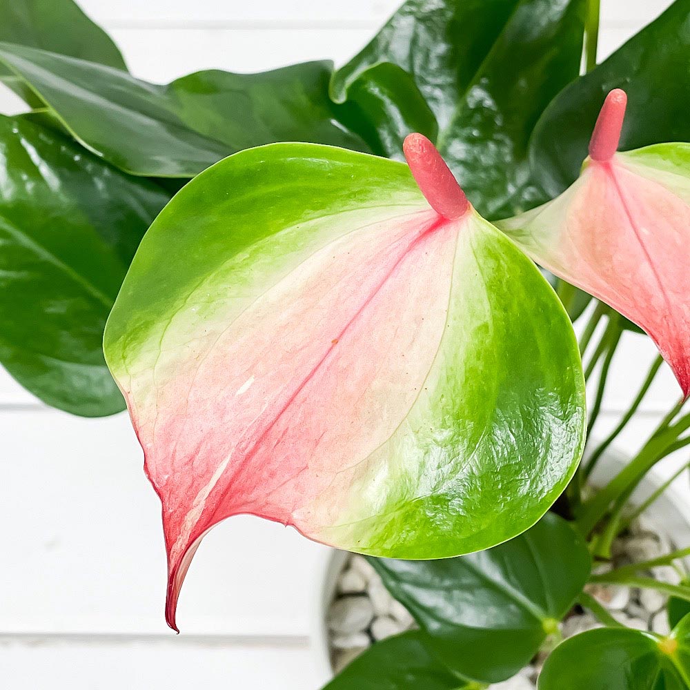PLANCHU 観葉植物 アンスリウム バイカラーピンク 4号鉢 受け皿付き 育て方説明書付き Anthurium andraeanum cv. アンスリューム アロイド 鉢花 ピンク系