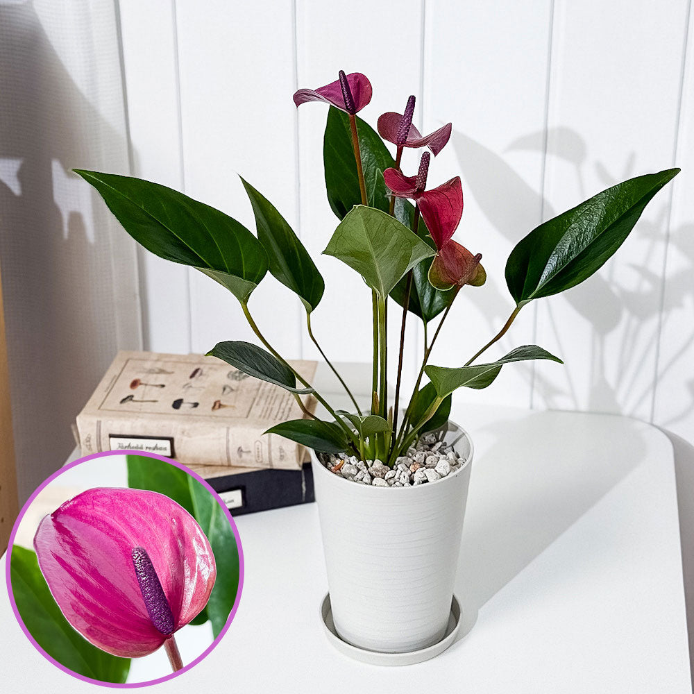 PLANCHU 観葉植物 アンスリウム シラノ 4号鉢 受け皿付き 育て方説明書付き Anthurium andraeanum ‘Cirano’ アンスリューム 鉢花 パープル系