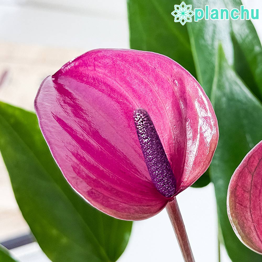 PLANCHU 観葉植物 アンスリウム シラノ 4号鉢 受け皿付き 育て方説明書付き Anthurium andraeanum ‘Cirano’ アンスリューム 鉢花 パープル系