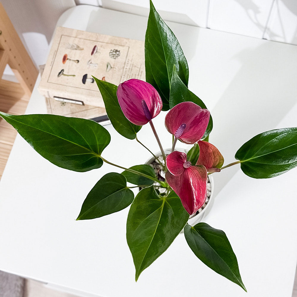 PLANCHU 観葉植物 アンスリウム シラノ 4号鉢 受け皿付き 育て方説明書付き Anthurium andraeanum ‘Cirano’ アンスリューム 鉢花 パープル系