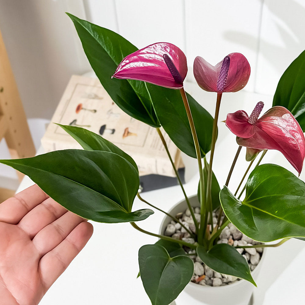 PLANCHU 観葉植物 アンスリウム シラノ 4号鉢 受け皿付き 育て方説明書付き Anthurium andraeanum ‘Cirano’ アンスリューム 鉢花 パープル系