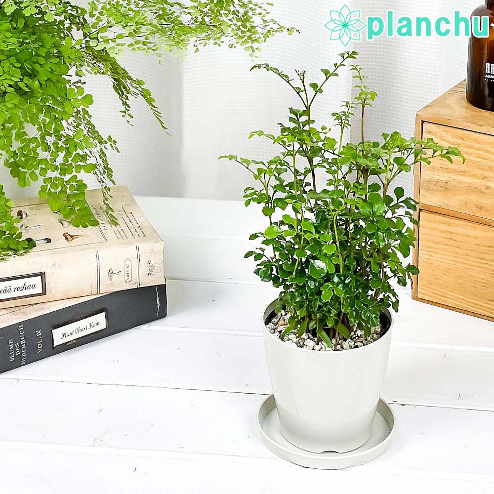 PLANCHU 観葉植物 シマトネリコ 3.5号鉢 受け皿付き 育て方説明書付き