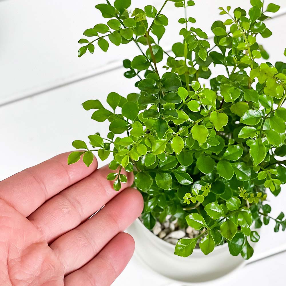 PLANCHU 観葉植物 シマトネリコ 3.5号鉢 受け皿付き 育て方説明書付き Fraxinus griffithii 苗 苗木 株立ち