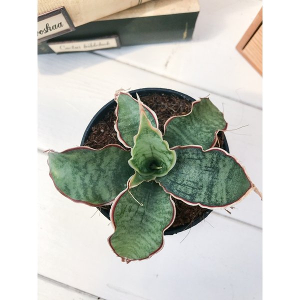 PLANCHU 多肉植物 サンセベリア シルバーブルー 2.5号ポット Sansevieria kirkii ‘Silver Blue’ サンスベリア