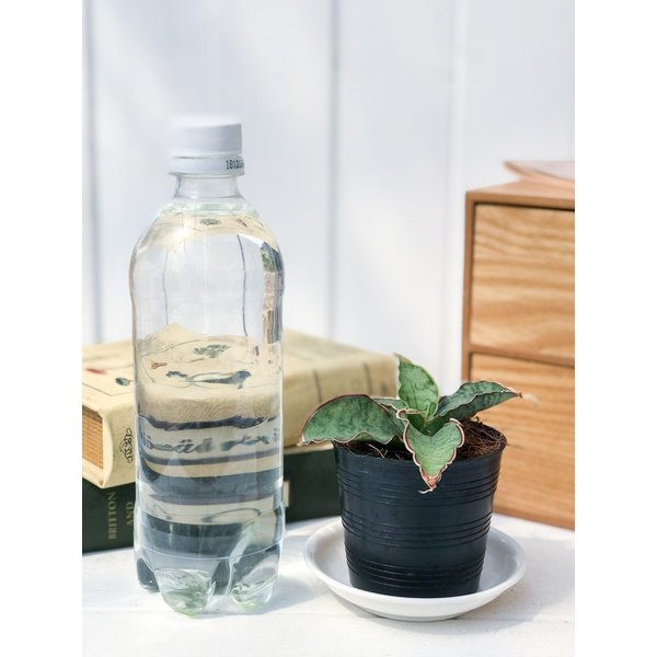 PLANCHU 多肉植物 サンセベリア シルバーブルー 2.5号ポット Sansevieria kirkii ‘Silver Blue’ サンスベリア