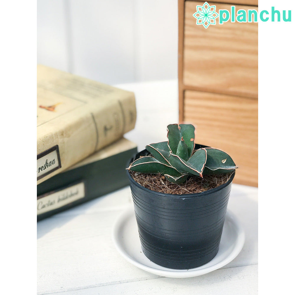 PLANCHU 多肉植物 サンセベリア サムライ ドワーフ 2.5号ポット