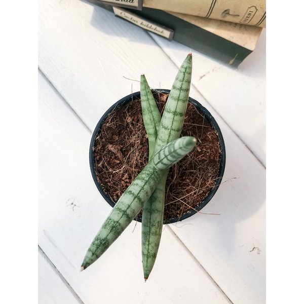 PLANCHU 多肉植物 サンセベリア ボンセレンシス 2.5号ポット Sansevieria boncellensis サンスベリア