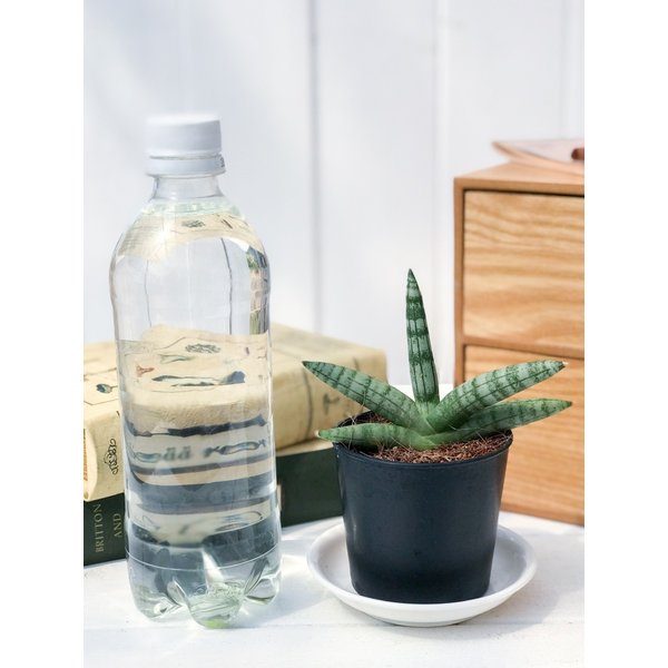 PLANCHU 多肉植物 サンセベリア ボンセレンシス 2.5号ポット Sansevieria boncellensis サンスベリア