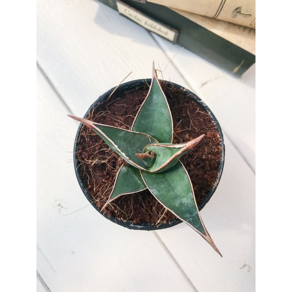 PLANCHU 多肉植物 サンセベリア ピングイキュラ 2.5号ポット Sansevieria pinguicula サンスベリア
