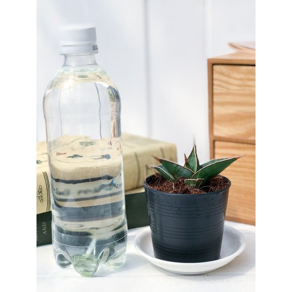 PLANCHU 多肉植物 サンセベリア ピングイキュラ 2.5号ポット Sansevieria pinguicula サンスベリア