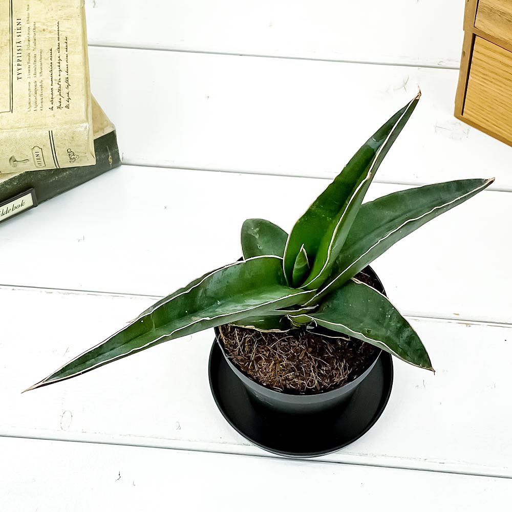 PLANCHU 観葉植物 サンセベリア ロブスタ ブルー 3号鉢 受け皿付き 育て方説明書付き Sansevieria ‘Robusta Blue’ サンスベリア