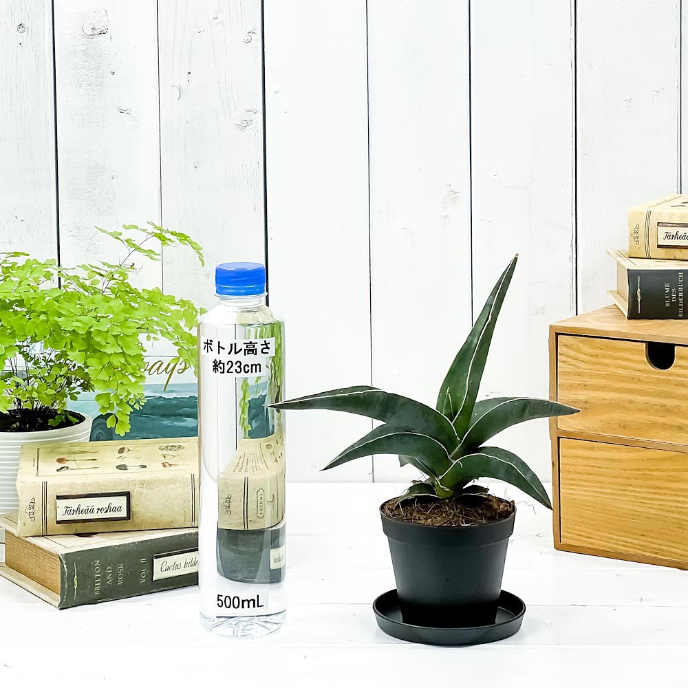 PLANCHU 観葉植物 サンセベリア ロブスタ ブルー 3号鉢 受け皿付き 育て方説明書付き Sansevieria ‘Robusta Blue’ サンスベリア