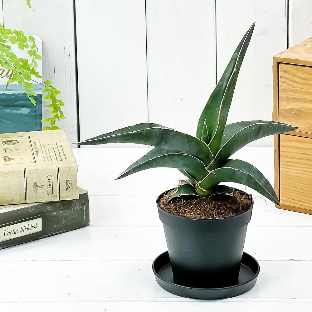 PLANCHU 観葉植物 サンセベリア ロブスタ ブルー 3号鉢 受け皿付き 育て方説明書付き Sansevieria ‘Robusta Blue’ サンスベリア