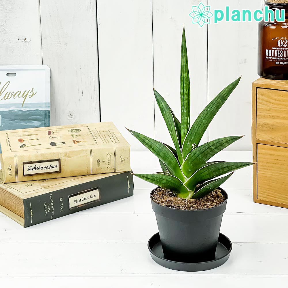 PLANCHU 観葉植物 サンセベリア ケニア 3号鉢 受け皿付き 育て方説明書付き Sansevieria ‘Kenya’ サンスベリア