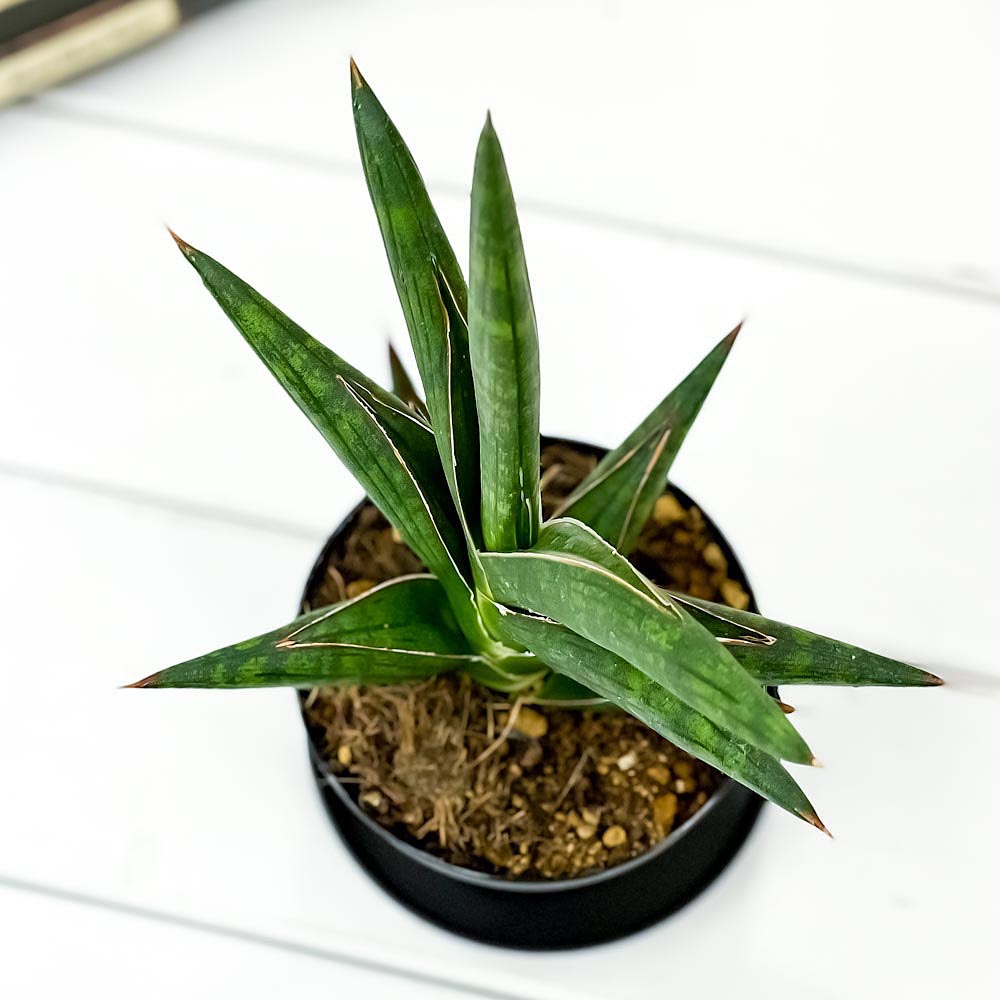 PLANCHU 観葉植物 サンセベリア ケニア 3号鉢 受け皿付き 育て方説明書付き Sansevieria ‘Kenya’ サンスベリア