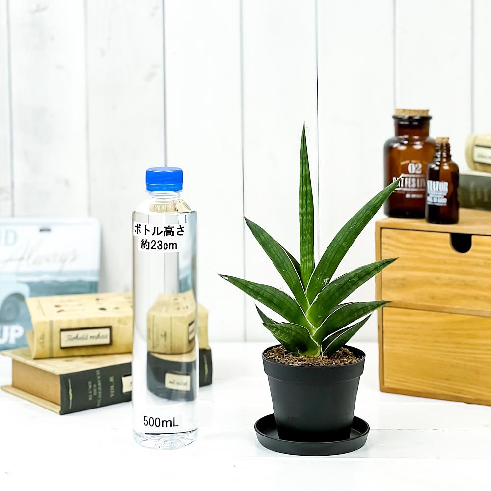 PLANCHU 観葉植物 サンセベリア ケニア 3号鉢 受け皿付き 育て方説明書付き Sansevieria ‘Kenya’ サンスベリア