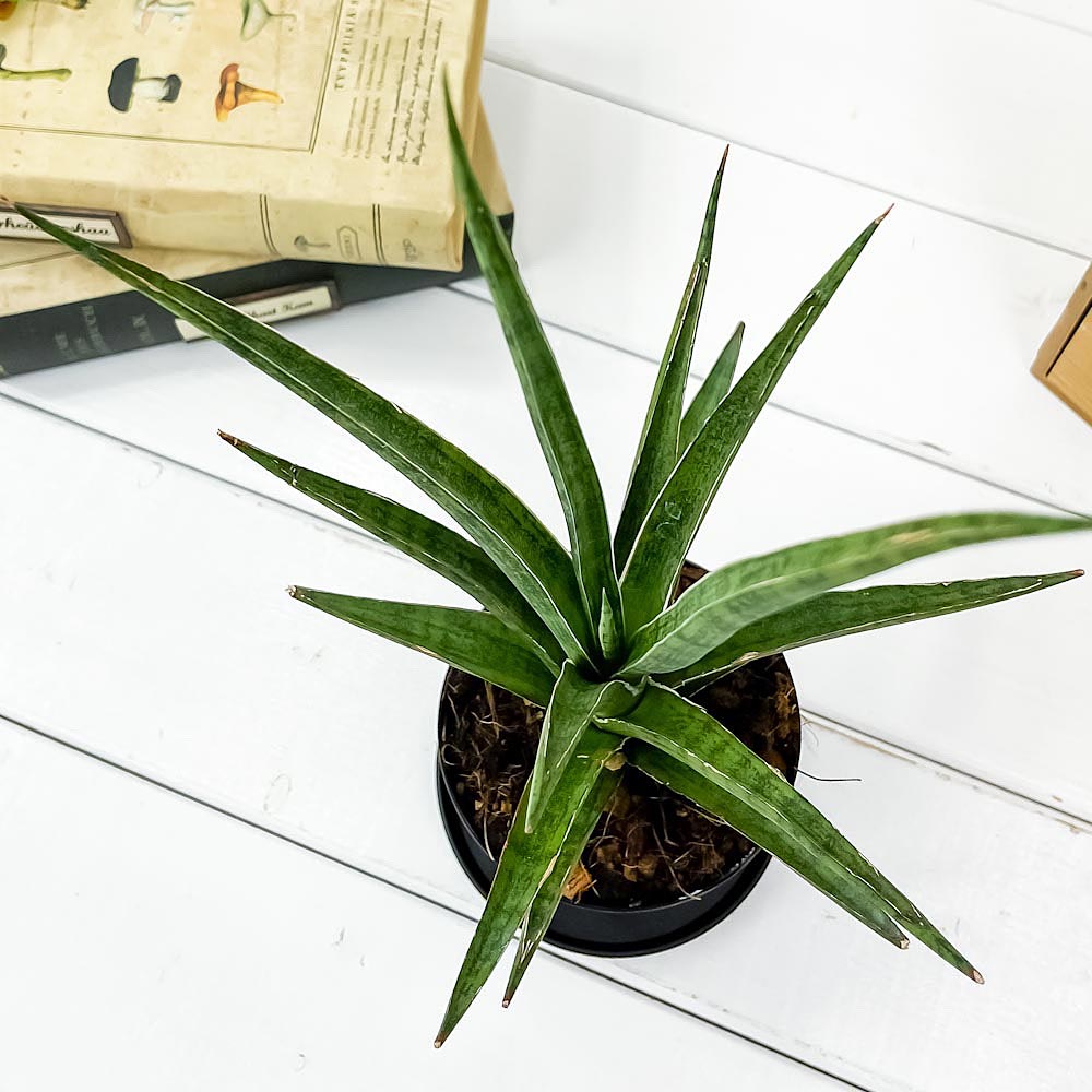 PLANCHU 観葉植物 サンセベリア シルバーニンファ 3号鉢 受け皿付き 育て方説明書付き Sansevieria ‘Silver Nymph’ サンスベリア