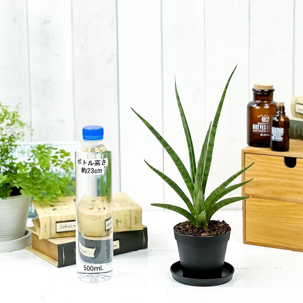 PLANCHU 観葉植物 サンセベリア シルバーニンファ 3号鉢 受け皿付き 育て方説明書付き Sansevieria ‘Silver Nymph’ サンスベリア