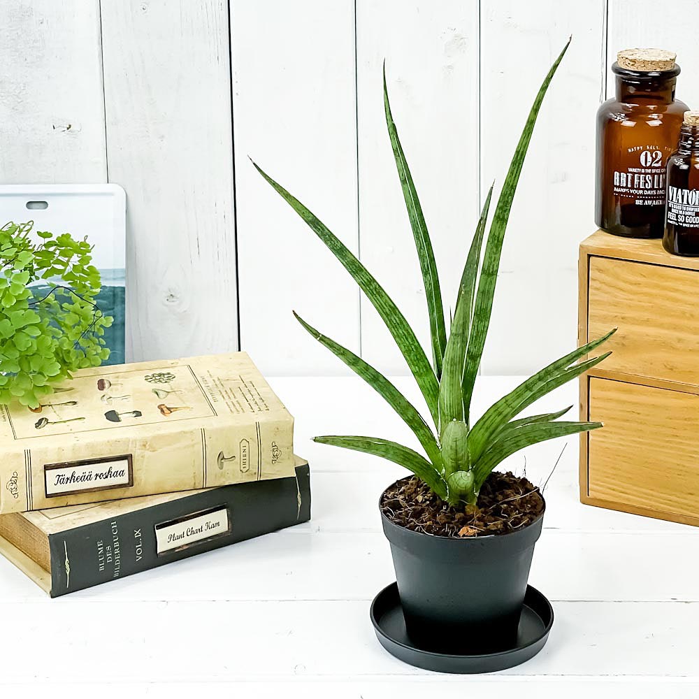 PLANCHU 観葉植物 サンセベリア シルバーニンファ 3号鉢 受け皿付き 育て方説明書付き Sansevieria ‘Silver Nymph’ サンスベリア