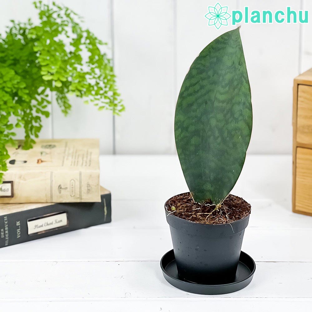 PLANCHU 観葉植物 サンセベリア マッソニアーナ 3号鉢 受け皿付き 育て