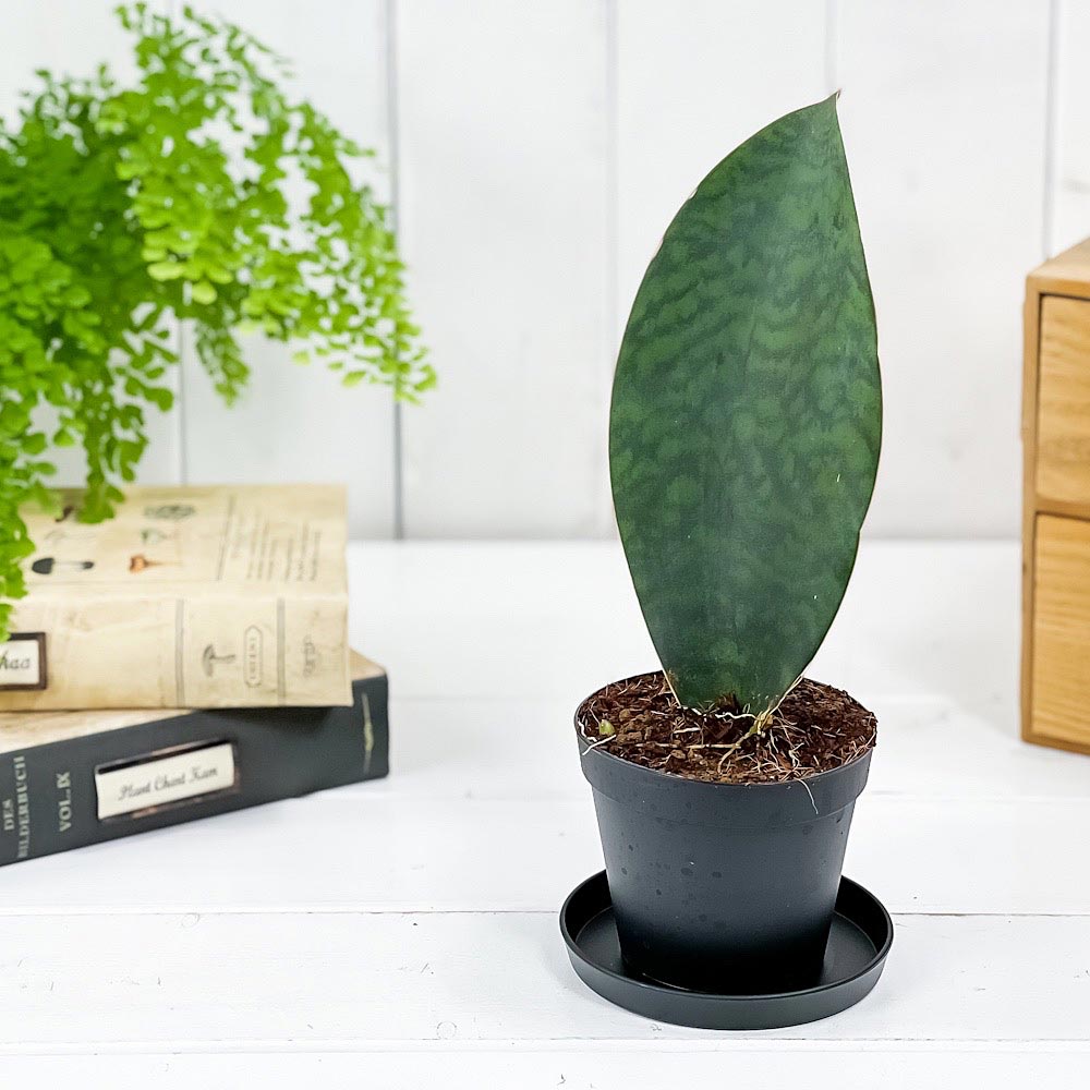 PLANCHU 観葉植物 サンセベリア マッソニアーナ 3号鉢 受け皿付き 育て方説明書付き Sansevieria masoniana サンスベリア