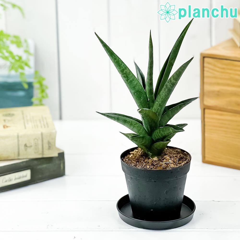 PLANCHU 観葉植物 サンセベリア マライカ 3号鉢 受け皿付き 育て方説明 PLANCHU 観葉植物 サンセベリア マライカ 3号鉢 受け皿付き 育て方説明