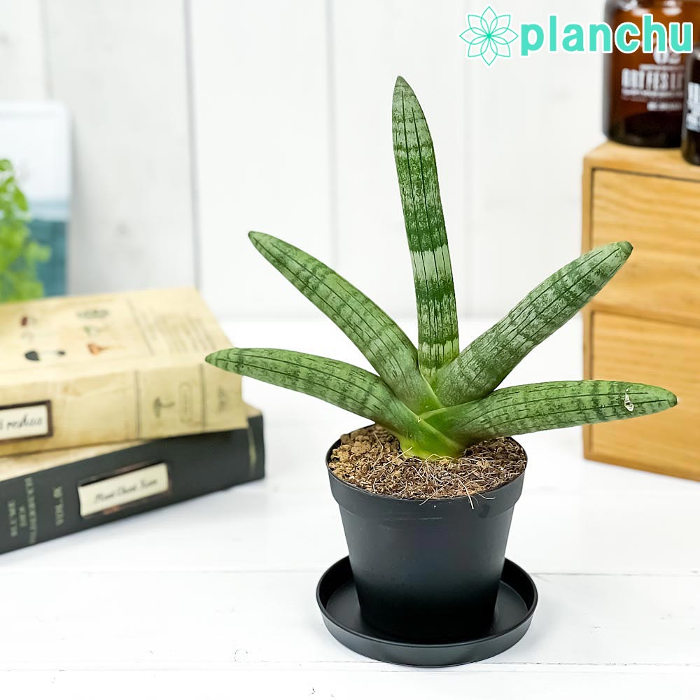 PLANCHU 観葉植物 サンセベリア ボンセレンシス 3号鉢 受け皿付き 育て方説明書付き Sansevieria ‘Boncellensis’ サンスベリア