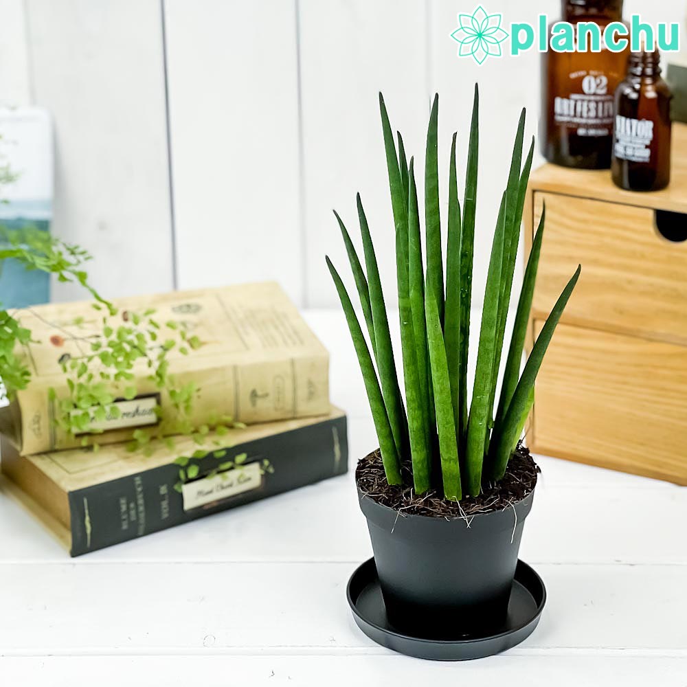 PLANCHU 観葉植物 サンセベリア バキュラリス ミカドタイプ 3号鉢