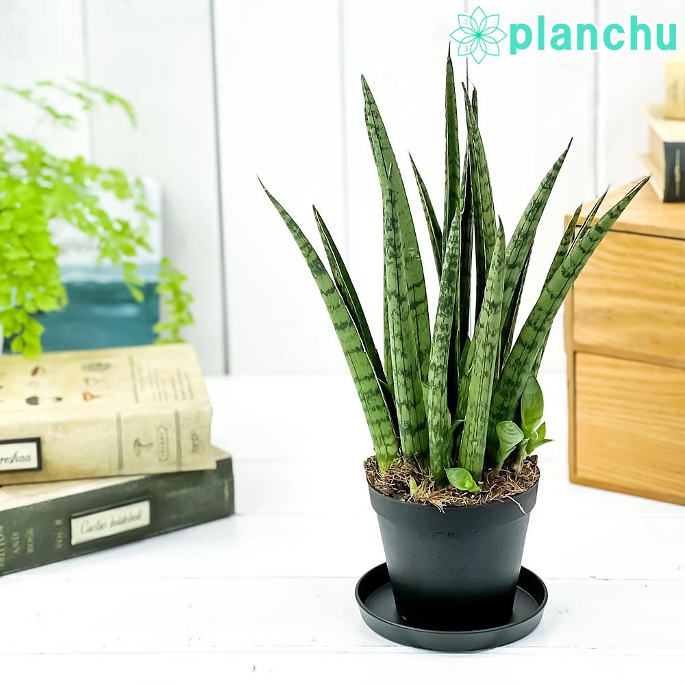 PLANCHU 観葉植物 サンセベリア レディチャーム ミカドタイプ 3号鉢 受け皿付き 育て方説明書付き Sansevieria ‘Lady Charm’ サンスベリア
