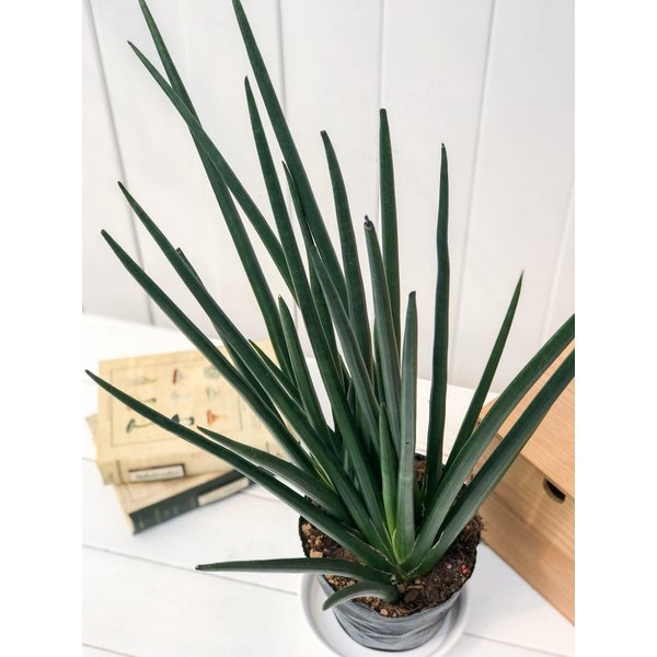 PLANCHU 多肉植物 サンセベリア エリースラエル 5号ポット 育て方説明書付き Sansevieria サンスベリア