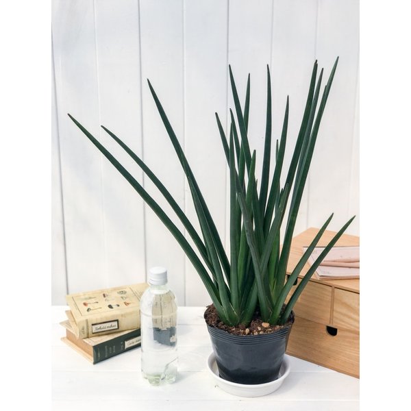 PLANCHU 多肉植物 サンセベリア エリースラエル 5号ポット 育て方説明書付き Sansevieria サンスベリア