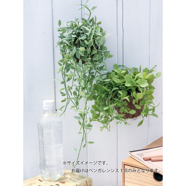 PLANCHU 多肉植物 ディスキディア ベンガレンシス 吊り下げタイプ Dischidia bengalensis