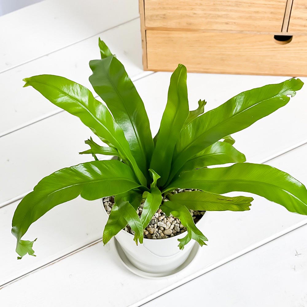 PLANCHU 観葉植物 アスプレニウム クリーシー 4号鉢 受け皿付き 育て方説明書付き Asplenium ‘Crissie’ シダ