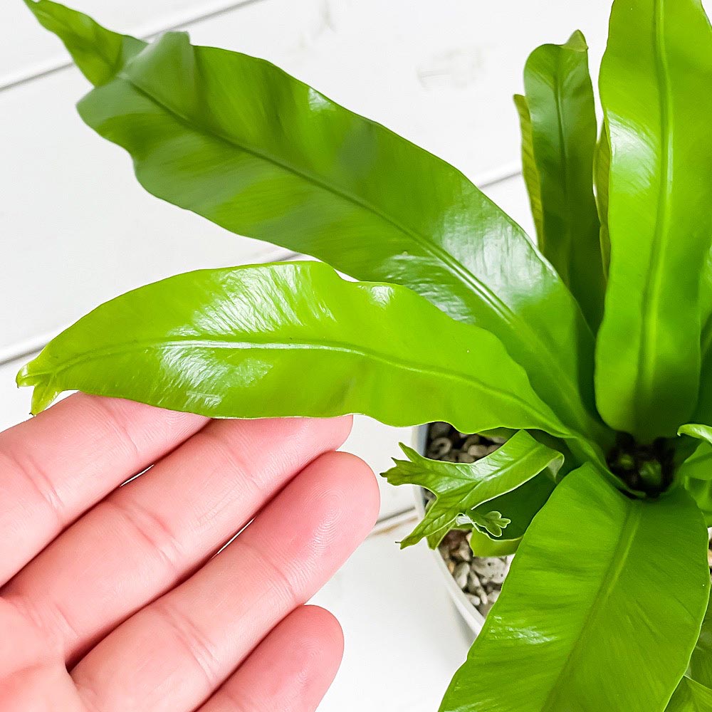 PLANCHU 観葉植物 アスプレニウム クリーシー 4号鉢 受け皿付き 育て方説明書付き Asplenium ‘Crissie’ シダ