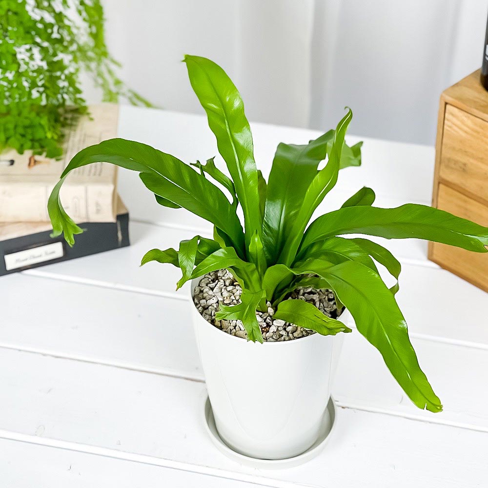 PLANCHU 観葉植物 アスプレニウム クリーシー 4号鉢 受け皿付き 育て方説明書付き Asplenium ‘Crissie’ シダ植物